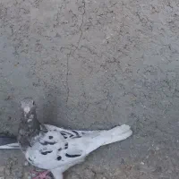 هفت‌رنگ ماده|پرنده|قزوین, |دیوار