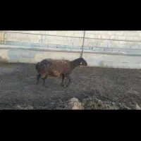 شیشک ماده همو چندقلوزا