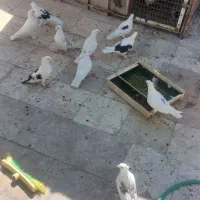 کفتر یجایی|پرنده|قم, شاه ابراهیم|دیوار