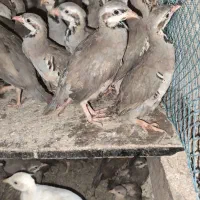 کوهی پرورشی مناسب کشتار (گوشت ضد سرطان) و تخمگذاری