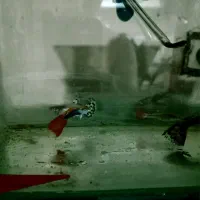 ماهی کپی|ماهی|نیشابور, خط کاشمر|دیوار