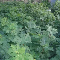 فروش نهال  انجیر اصلاح شده دیم استهبان|خدمات باغبانی و درختکاری|شیراز, تحویلی|دیوار