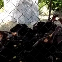 فروش بوقلمون