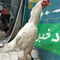 خروس لاری اصیل