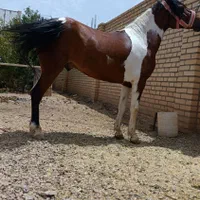 اسب پونی ابلغ بسیار زیبا|اسب و تجهیزات اسب‌سواری|زرندیه, |دیوار