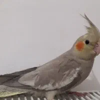جوجه عروس نر۴ماه