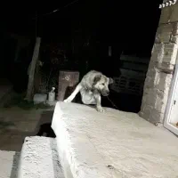 سگ سرابی یک ساله|سگ|اهر, |دیوار