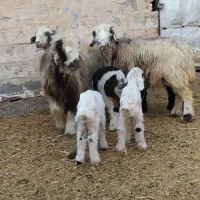 3رس میش بختیاری اصل تک بره و جفت بره|حیوانات مزرعه|کرمان, |دیوار