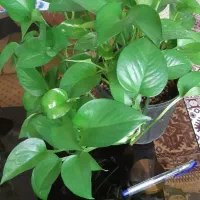 تعدادی گل پتوس کاملا سالم وسرحال|گل و گیاه طبیعی|مشکیندشت, |دیوار