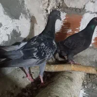 کبوتر|پرنده|گرگان, |دیوار