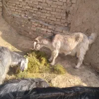 بزغاله کوچک.|حیوانات مزرعه|قزوین, |دیوار