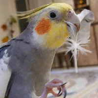 دوعدد عروس هلندی جفت|پرنده|ری, دولت‌آباد|دیوار