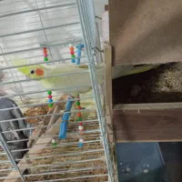 عروس هلندی مولد با تخم ، قفس ،وسایل کامل