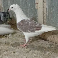 کفتر