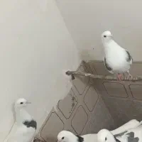 مرغ و خروس لهستانی