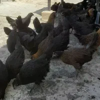 جوجه مرغ‌‌خروس سیا رنگی