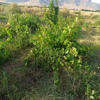 باغ نجوبران|فروش دفتر صنعتی، کشاورزی، تجاری|بیستون, |دیوار