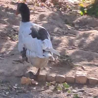 غاز|حیوانات مزرعه|محلات, |دیوار