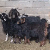 بز داشتی|حیوانات مزرعه|سلفچگان, |دیوار