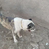 واگذاری|سگ|کویرات, |دیوار