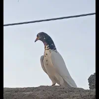 یک جفت هوایی ساعتی