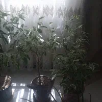 گل طبیعی آپارتمانی  .تعویض با تخت سنتی|گل و گیاه طبیعی|اصفهان, لاله|دیوار
