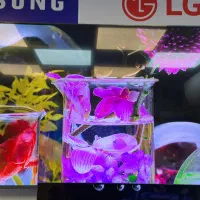 تلویزیون های LG/sony/samsung