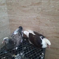 جوجه پرشی سودار