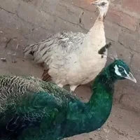 طاووس