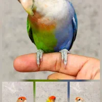 طوطی کوتوله برزیلی هالف سایدر بسیار کمیاب