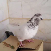کله چیل نر مست مست