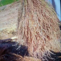 جارو محلی تعداد بالا|لوازم نظافت|سبزوار, کلاته سیفر|دیوار