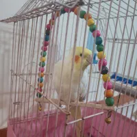 فروش عروس هلندی لوتینو نر مولد