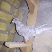 کبوتر
