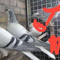 ساده چپ|پرنده|مشهد, محمدآباد|دیوار