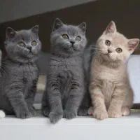 گربه های اشرافی/بریتیش