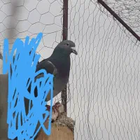 کفتر|پرنده|درمیان, |دیوار