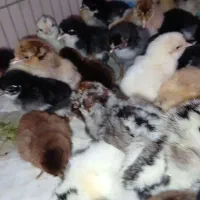 جوجه اصیل عربی هندیجان