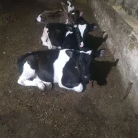 گوساله وگاو گوشتی نر وماده|حیوانات مزرعه|تهران, فردوسی|دیوار