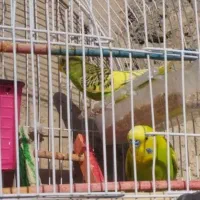 مرغ عشق هلندی|پرنده|نقده, |دیوار