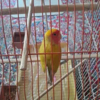 طوطی برزیلی گمشده