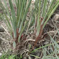 پاجوش نخل،دمیل،