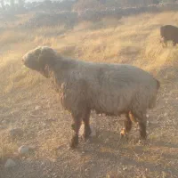 قوچ روزگاری