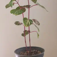 گل طبیعی|گل و گیاه طبیعی|زنجان, |دیوار