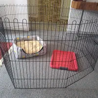 فروش لوازم جانبی سگ