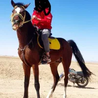 فروش اسب نریان