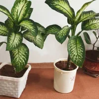 گل گوش فیلی|گل و گیاه طبیعی|دهگلان, |دیوار