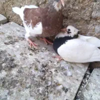 طوق سرور نر مست