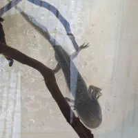 ماهی|ماهی|اراک, |دیوار