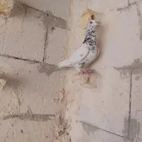 سار نر درجه یک به ضمانت پرش